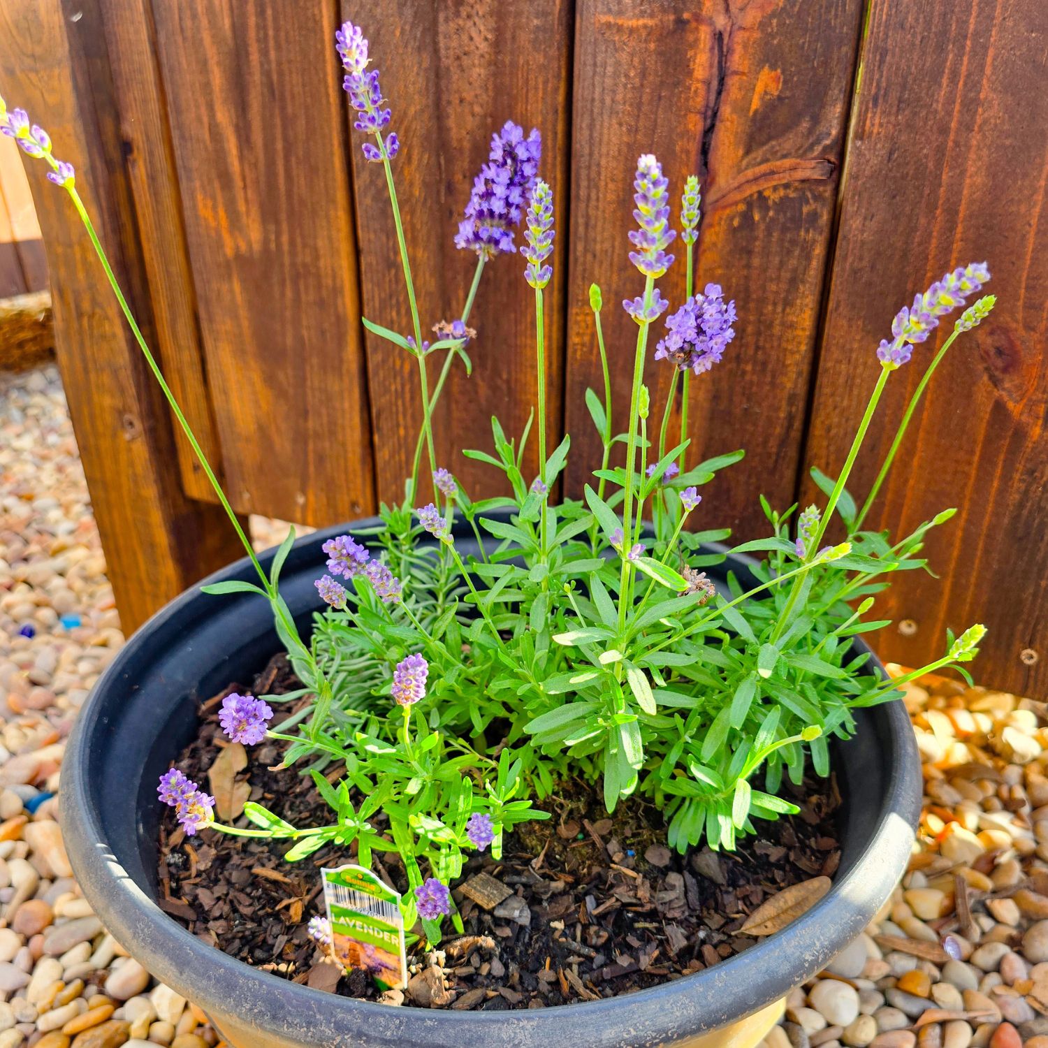 Untitled design - 2025-03-24T145323.434